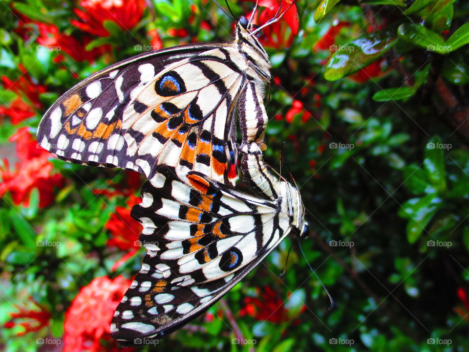 butterfly