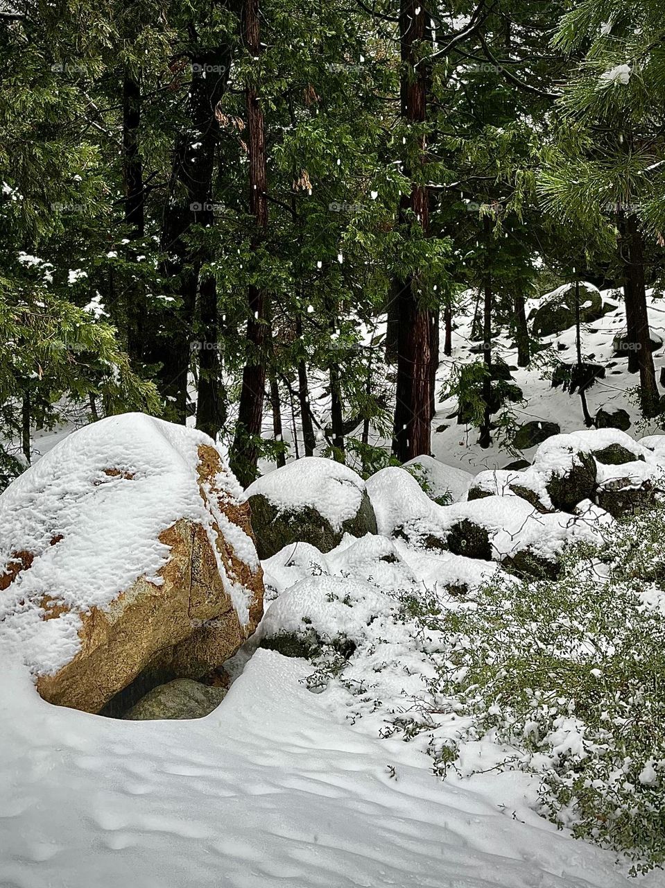 Snow Covered Winter Forest