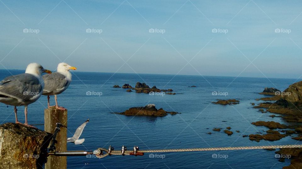 Cornwall seagulls