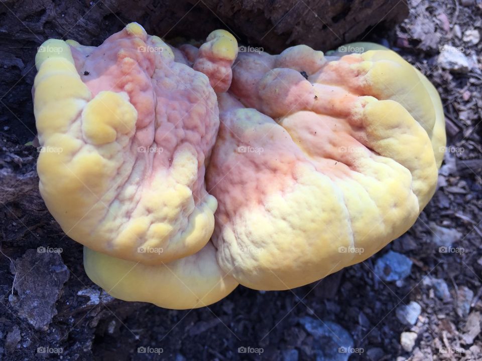 Orange fungus. Burst of colour from fungus growing out of tree stump behind the garage.