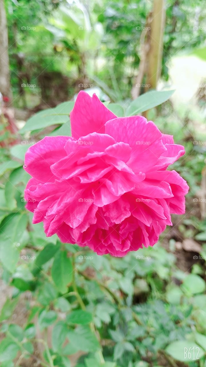 flower
