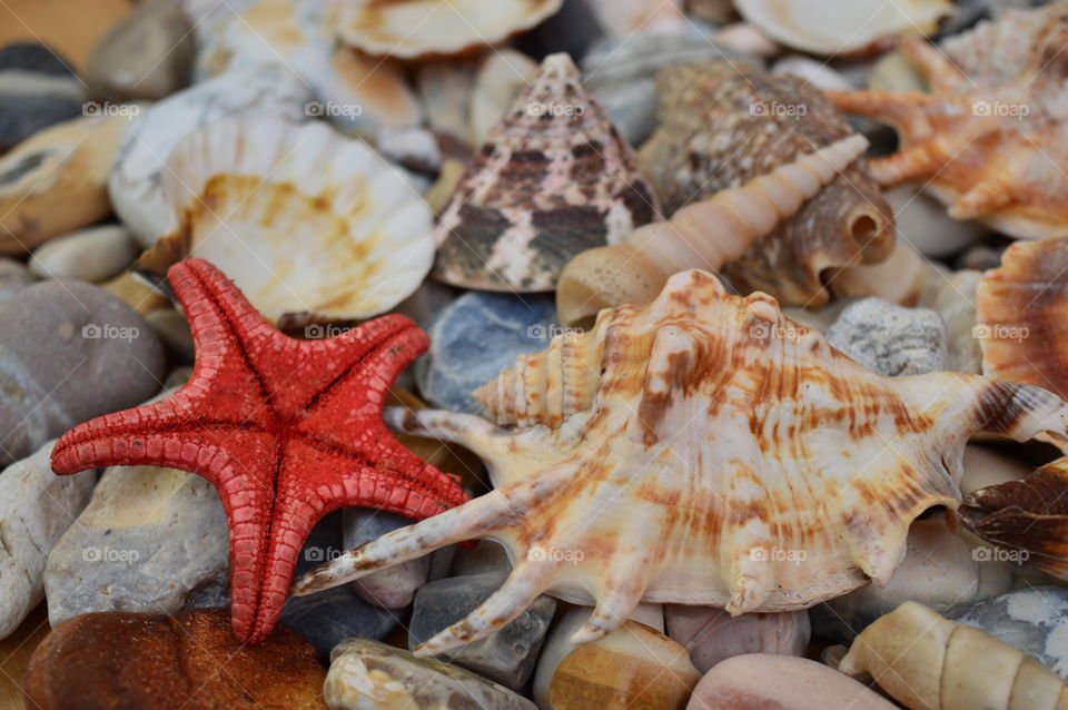 Sea shells backgrounds