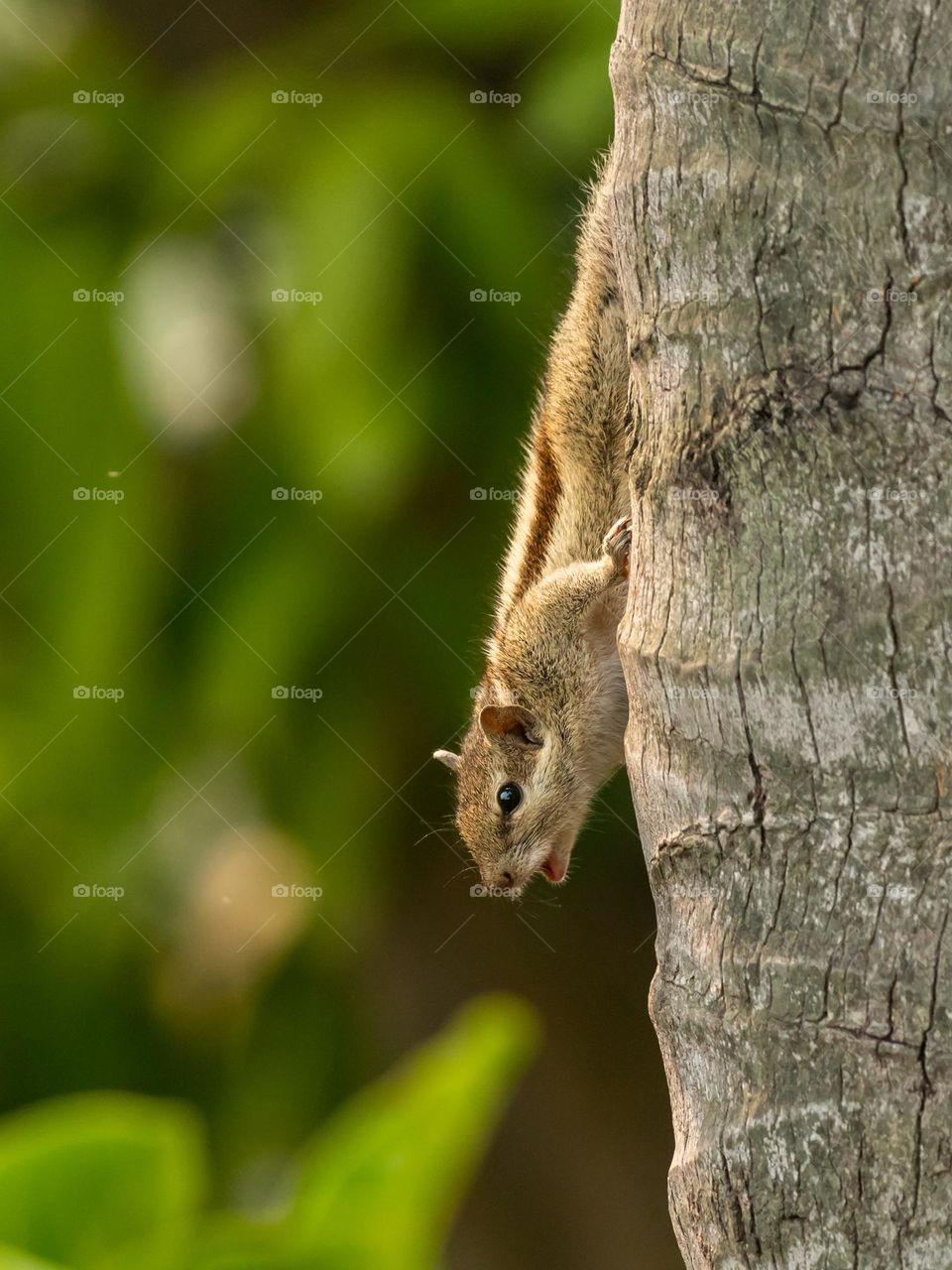 Say 'Hi' to Cute Squirrel