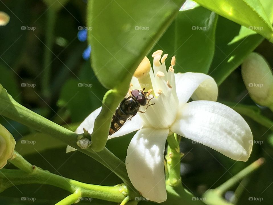 Closeup of a banded bee gathering pollen from the stamen of an orange blossom