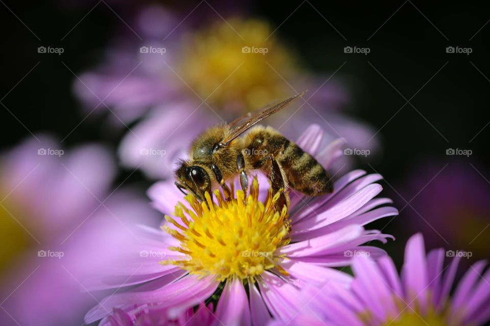 Honey bee