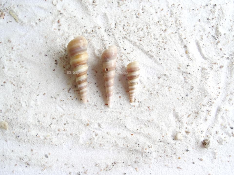 Shells on sand