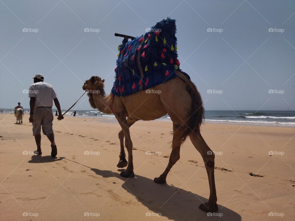 Camel and pony in the beach