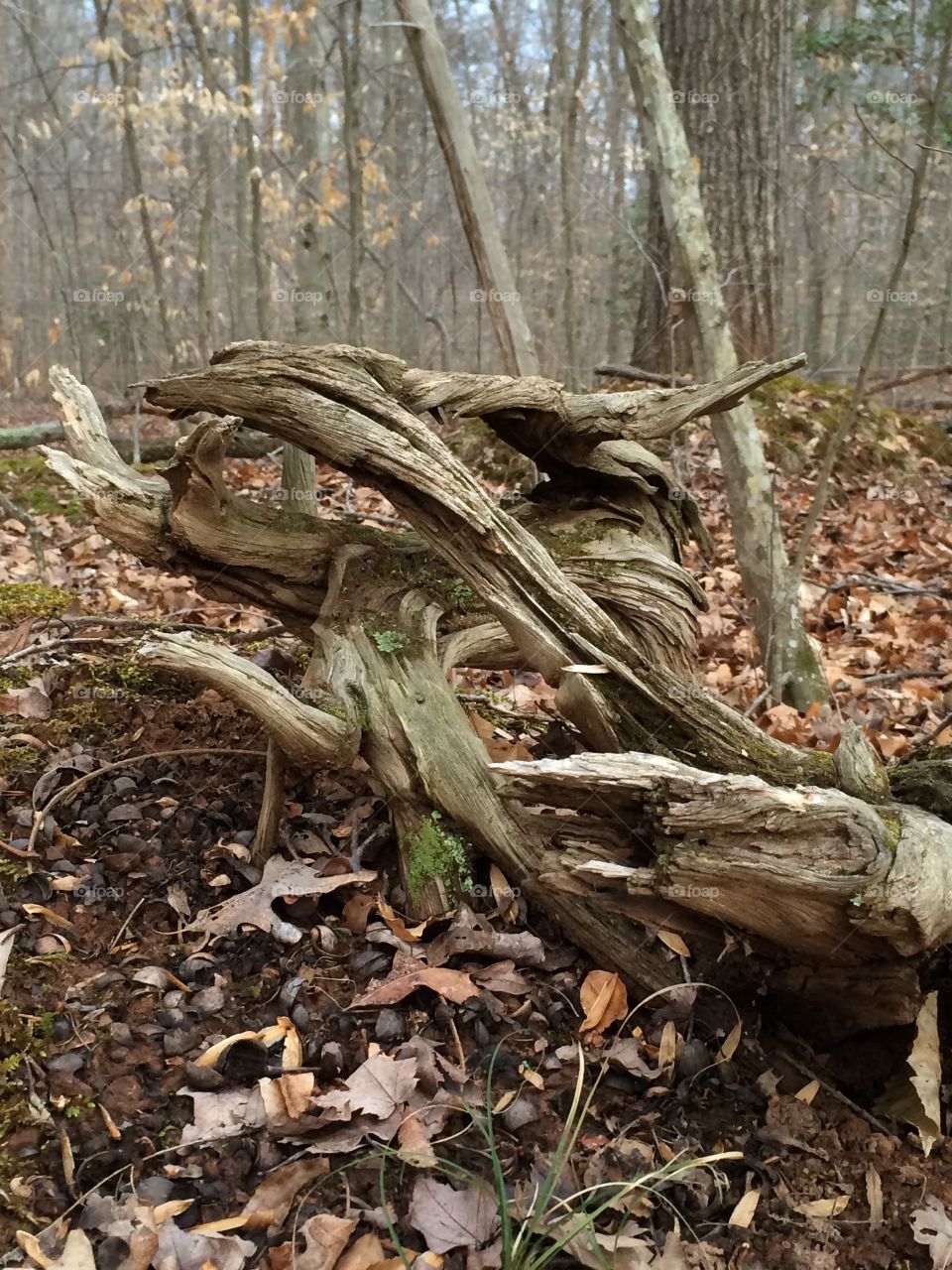 A natural, drastically warped wood growth on the forest floor of an old Virginia property