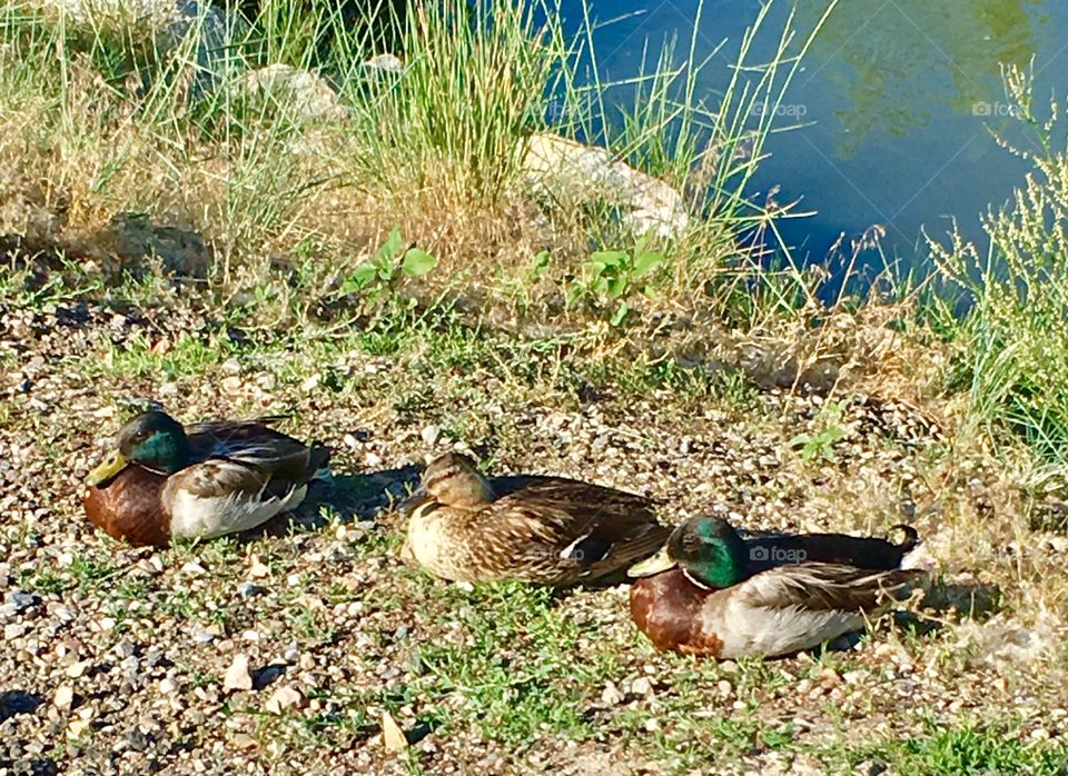 Ducks in a row. Ducks. Mallard. Two males and a female. Water. Foul. Birds. Feather. Green heads.