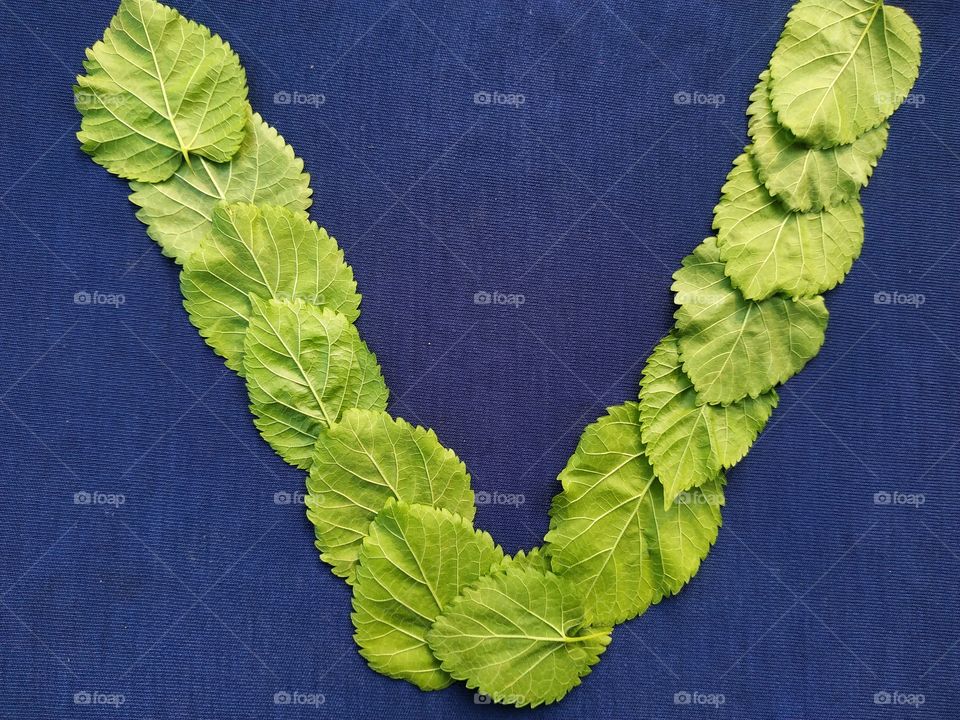 Letter V alphabet made with mulberry Tree Green leaf over blue background