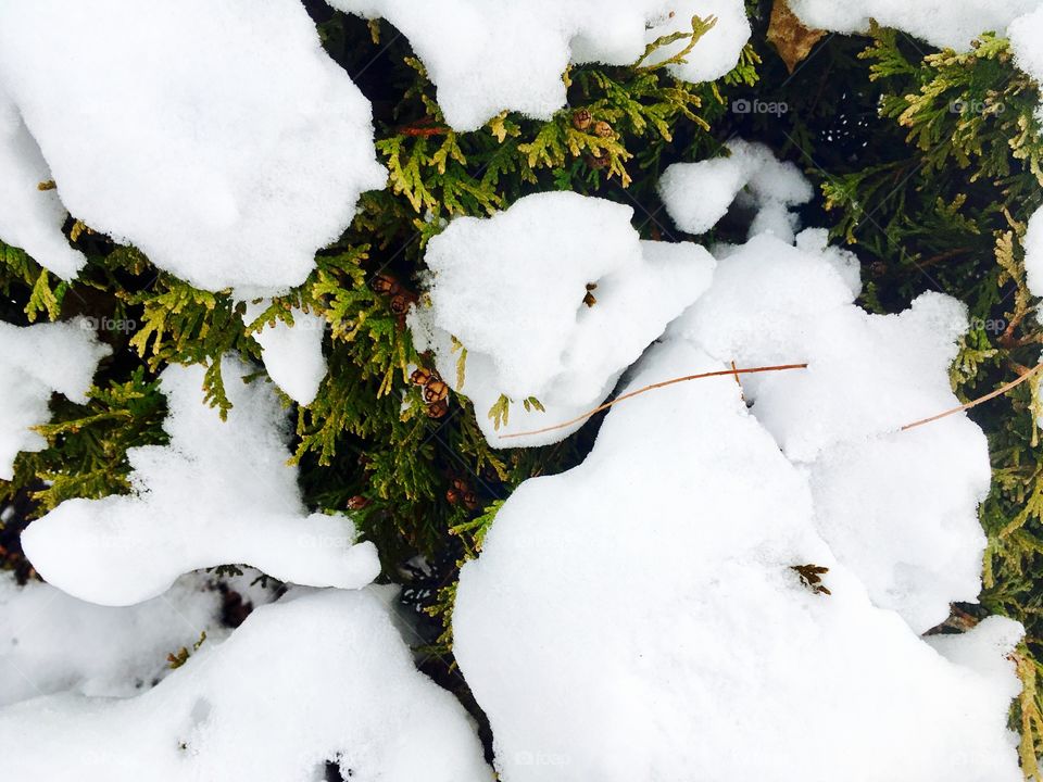 Snow covered tree