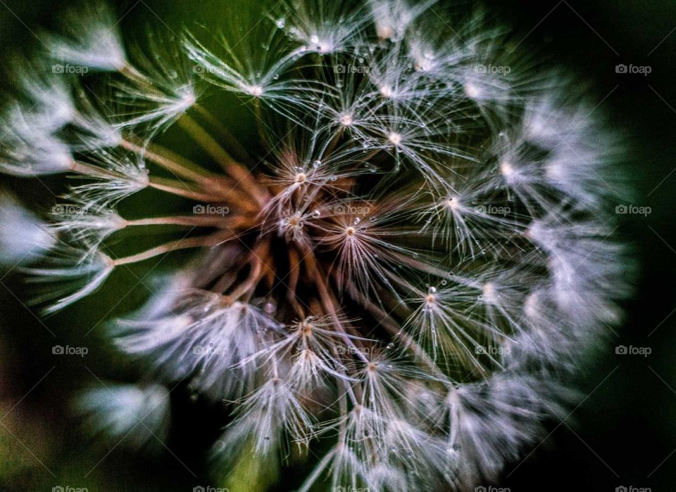 No Person, Nature, Dandelion, Flora, Growth