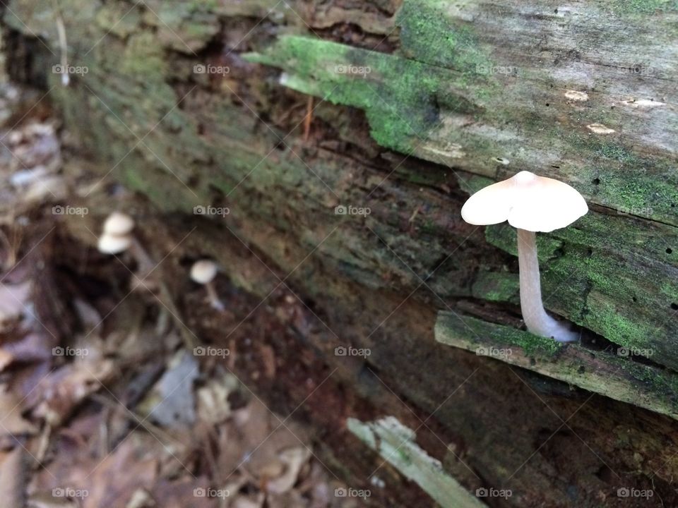 Mushrooms on a log. 