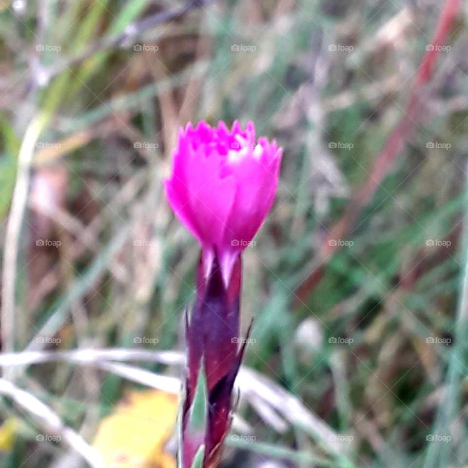 summer meadow flowers in autumn- pink carnation bud