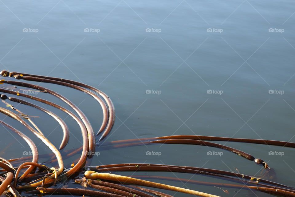 Kelp floating on ocean surface 