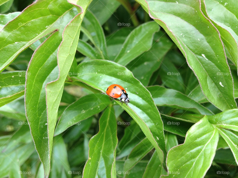 Hello! I'm ladybug...
