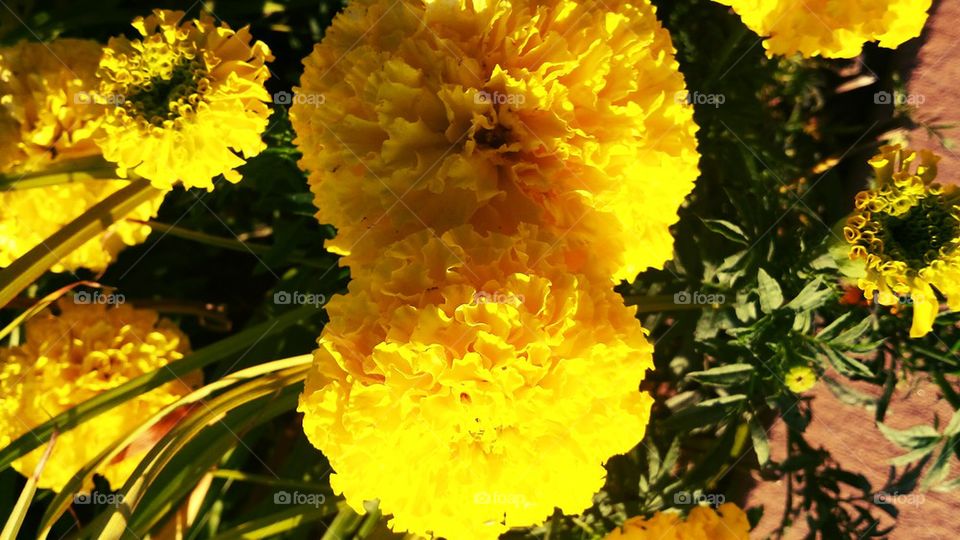 Marigold