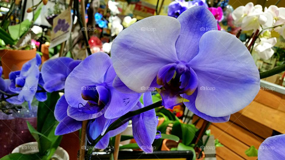 Deep Purple Orchid. Purple and white orchid for sale at the market.