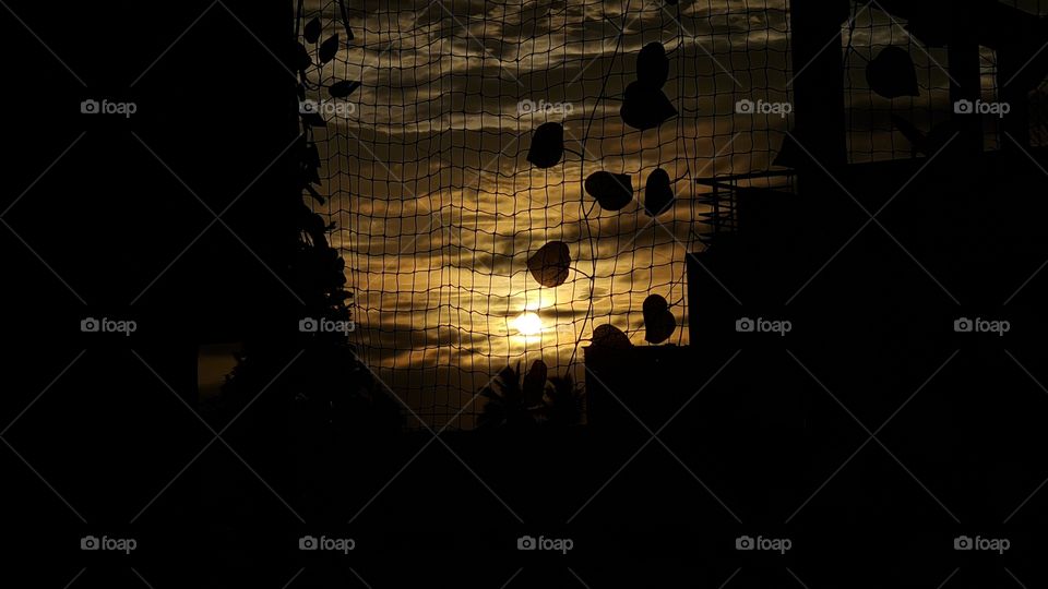 morning shadow on leaf 🍃