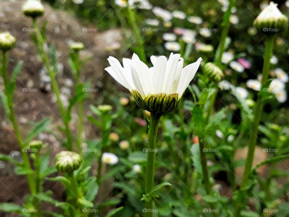 Blooming of flowers in spring time is just amazing and beautiful to see and experience the moment