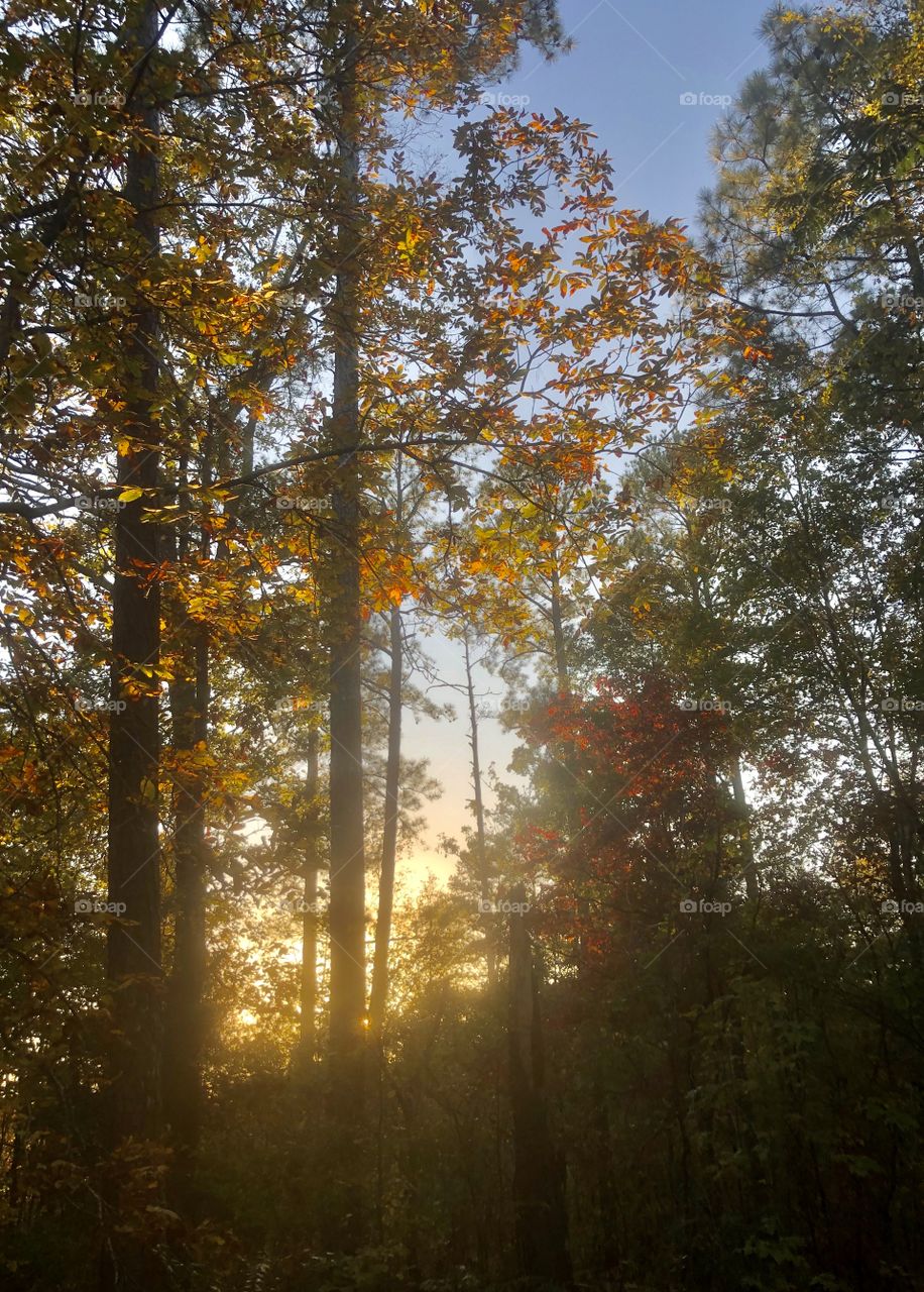 Sunset behind ridge in autumn forest illuminating colorful leaves 