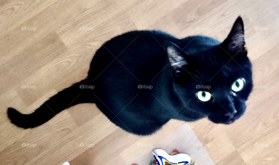 Some food please, human! Says the black cat