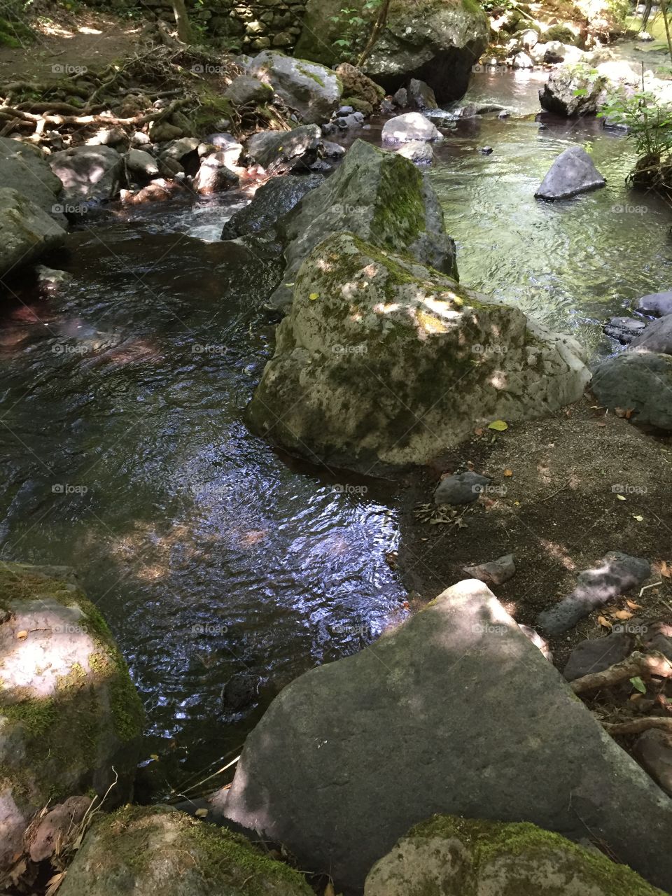 View of river in forest