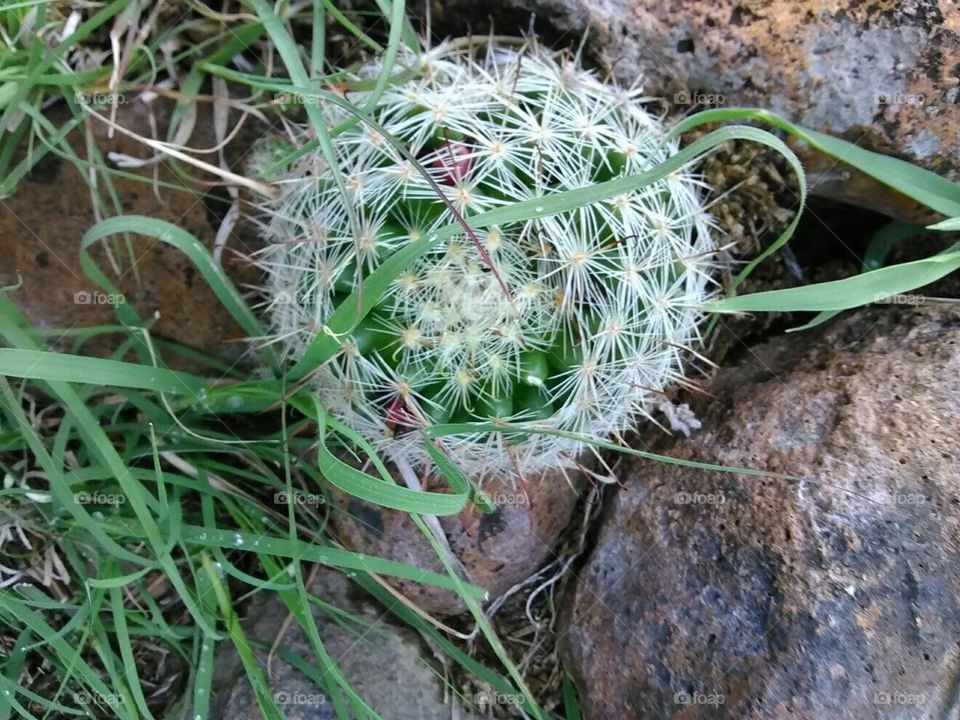 Ermosa planta y rocas
