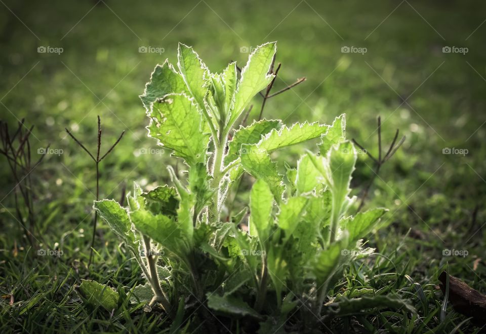 Little Baby Plants Glowing in Sunlight 