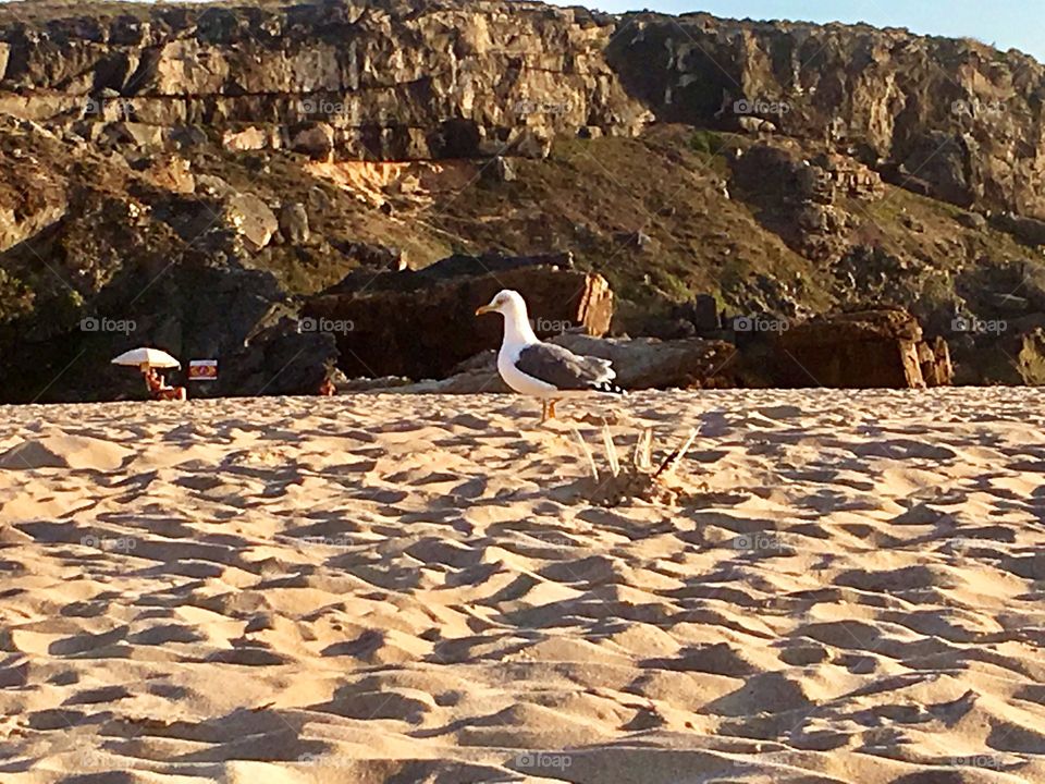 Seagull in the beach 