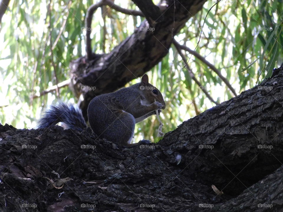 Écureuil 