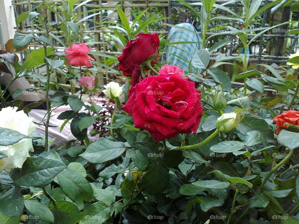 indian red rose