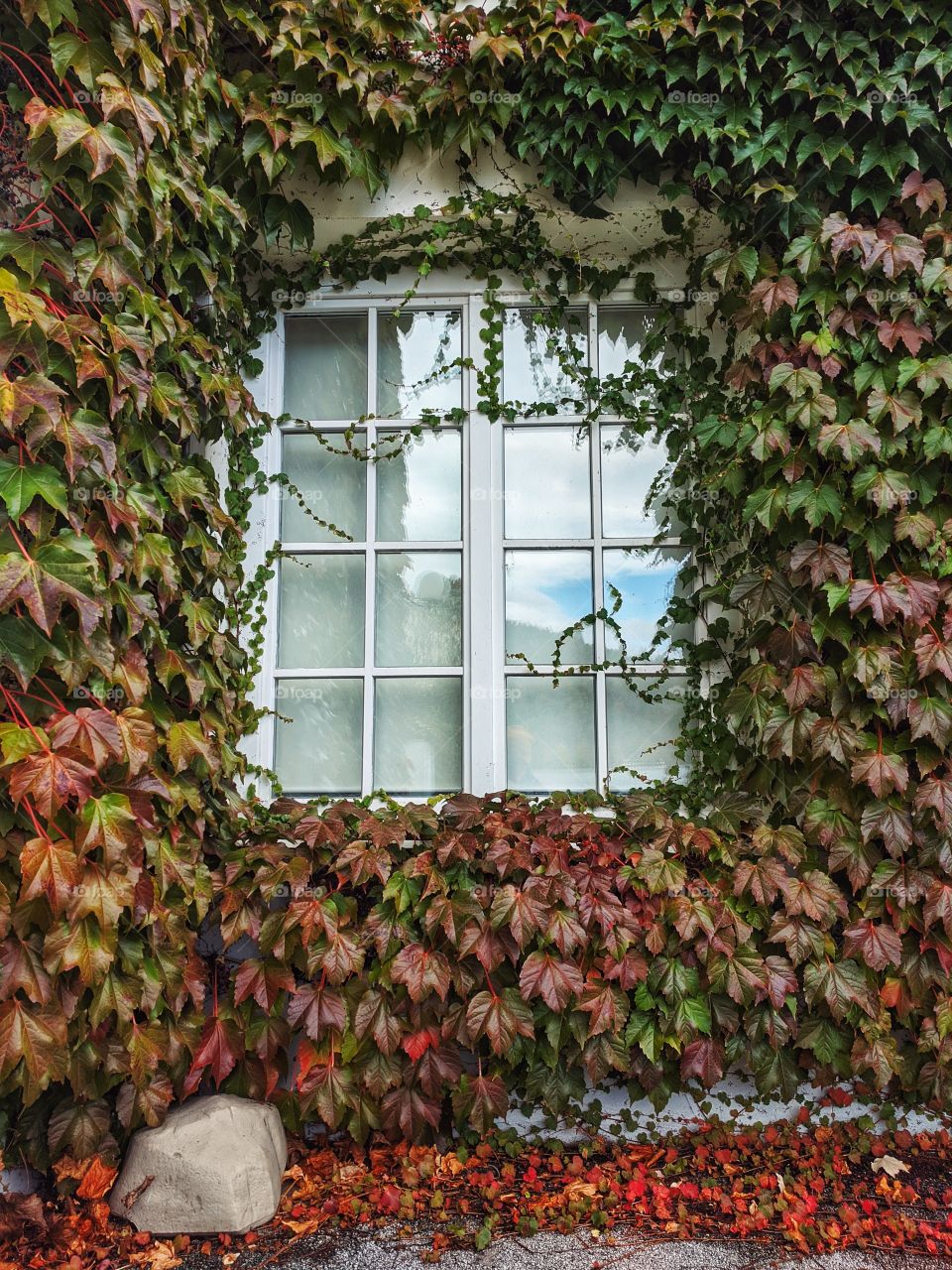 Beautiful autumn view at the window entwined with colorful vine leaves.