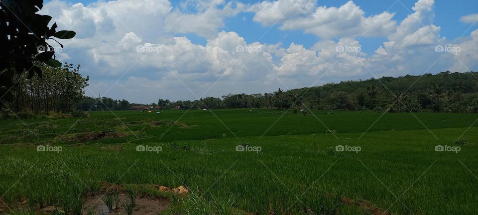 View of rice fields and surrounding hills at noon