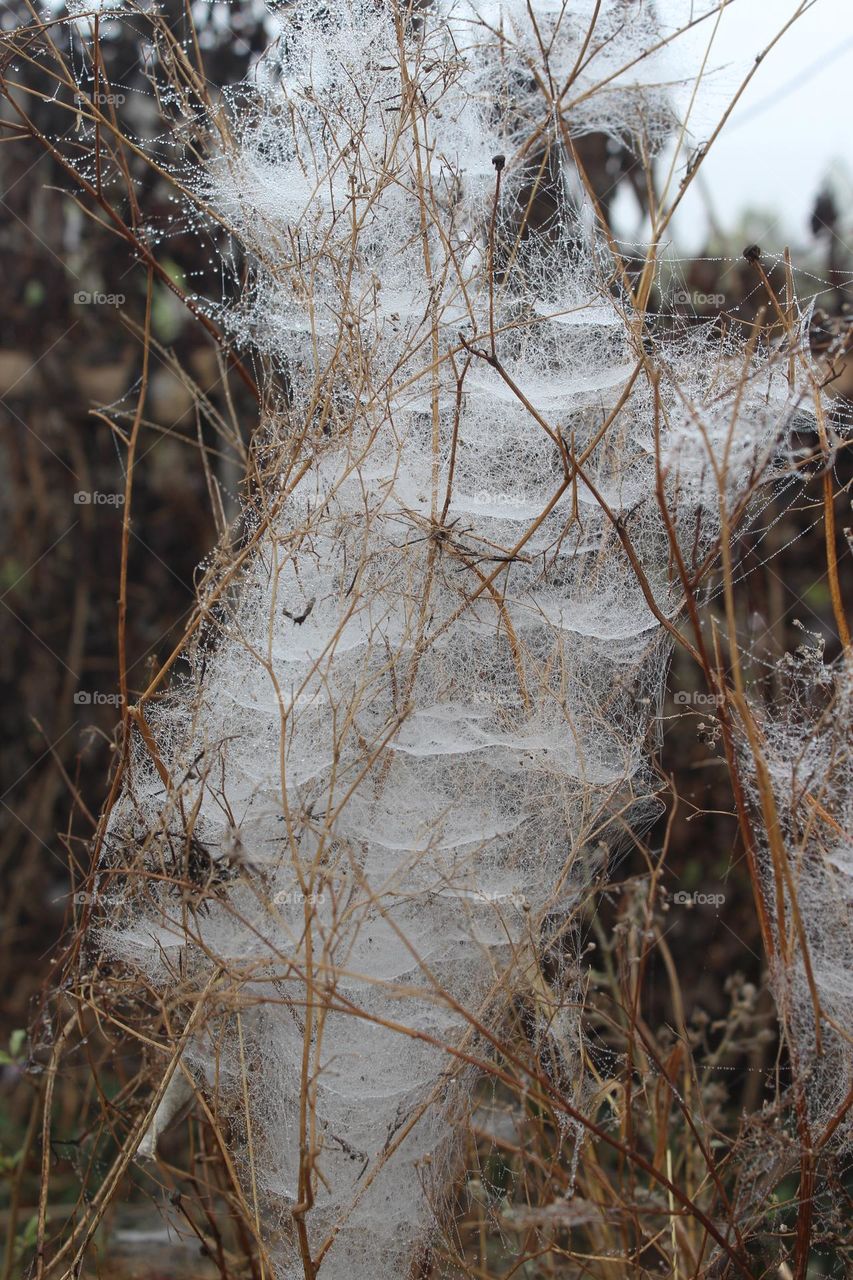 wight spider net