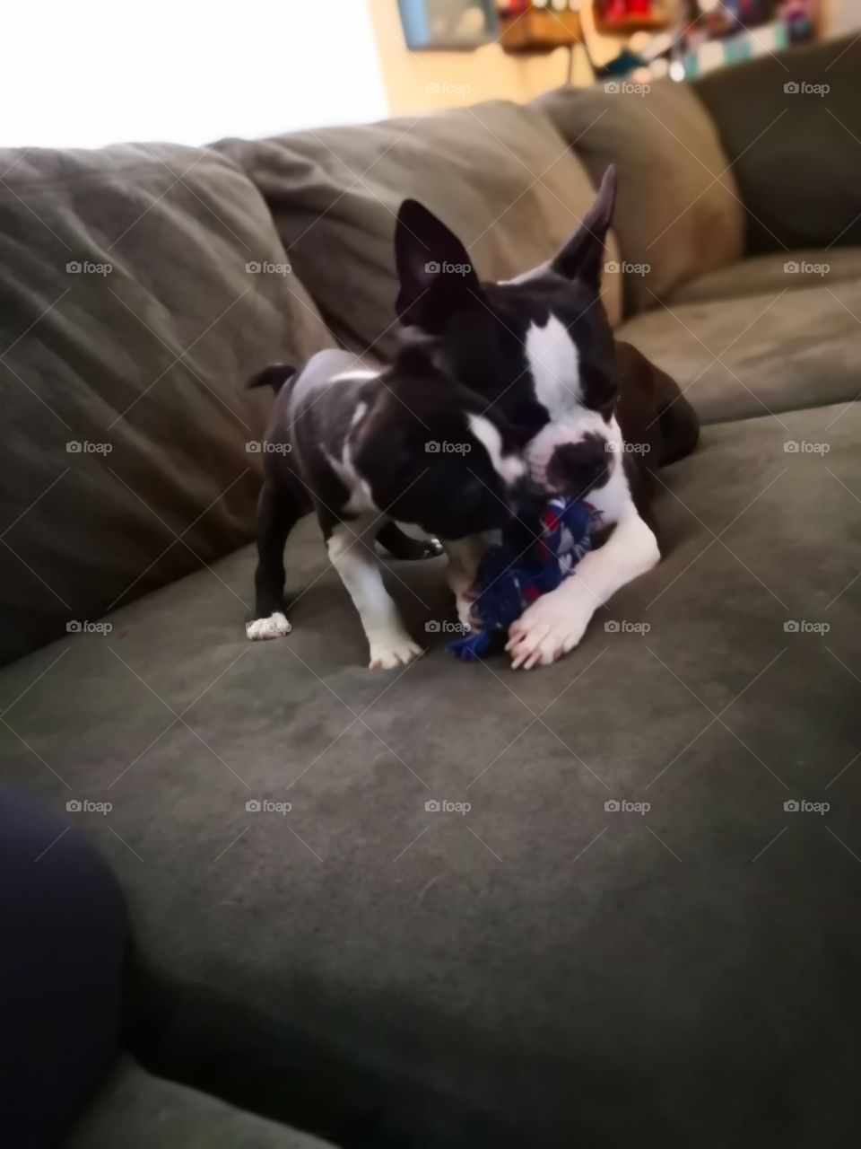 ace and bozo the Boston Terriers just playing with their new toy rope!
