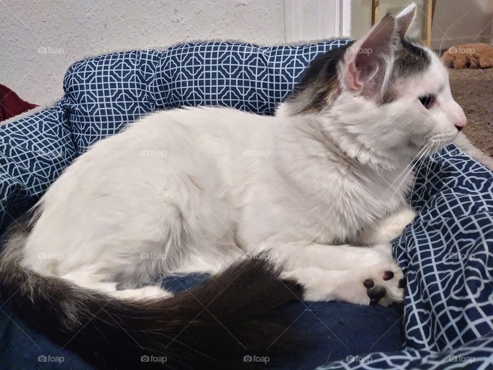 A white male cat named Cloud 💞