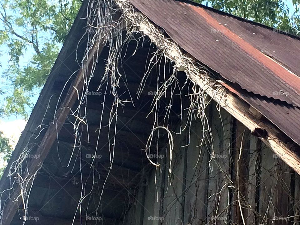 Vines on barn  