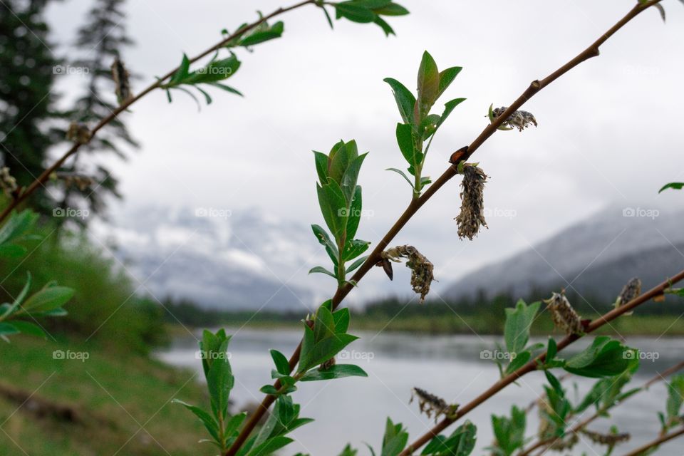 Plants growing on lakeshore