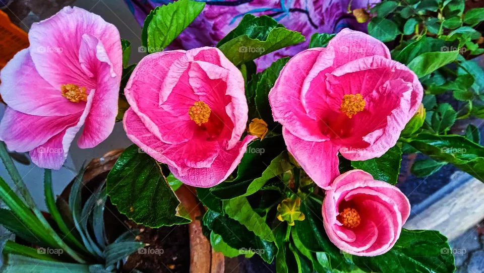 pink roses