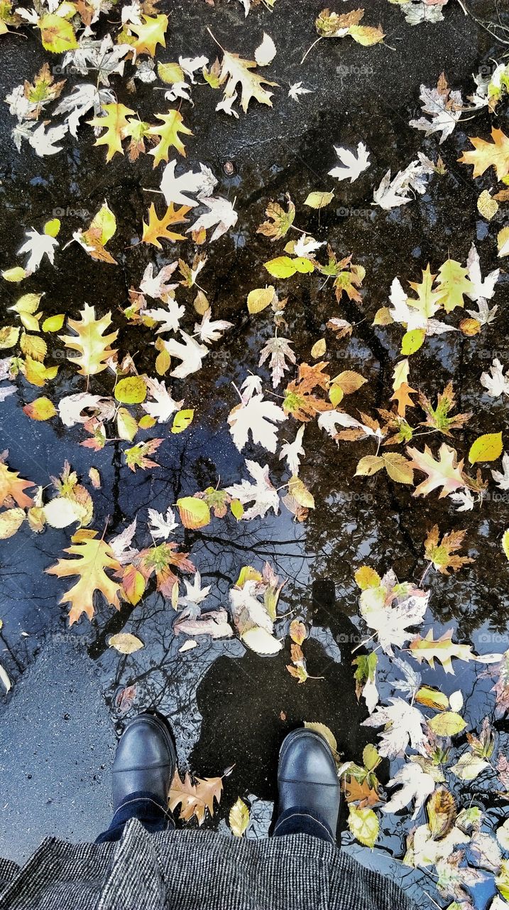 Fall leaves on the ground. Fall leaves on the ground