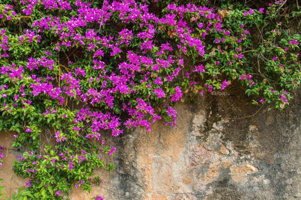 Jardim botânico d ajuda