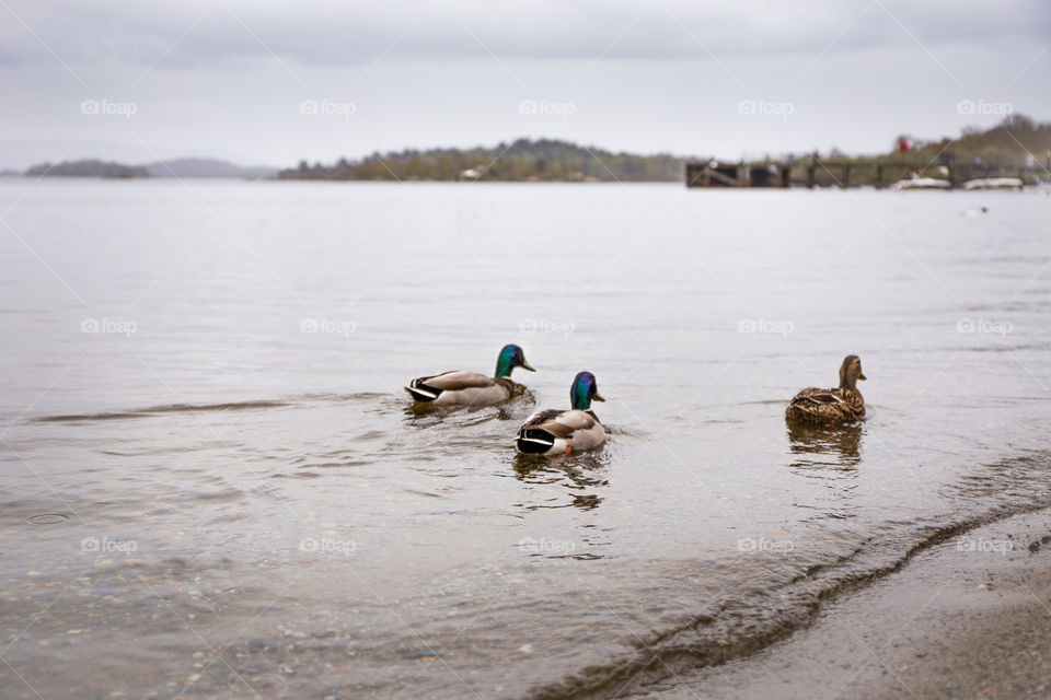three ducks on a lake in Scotland