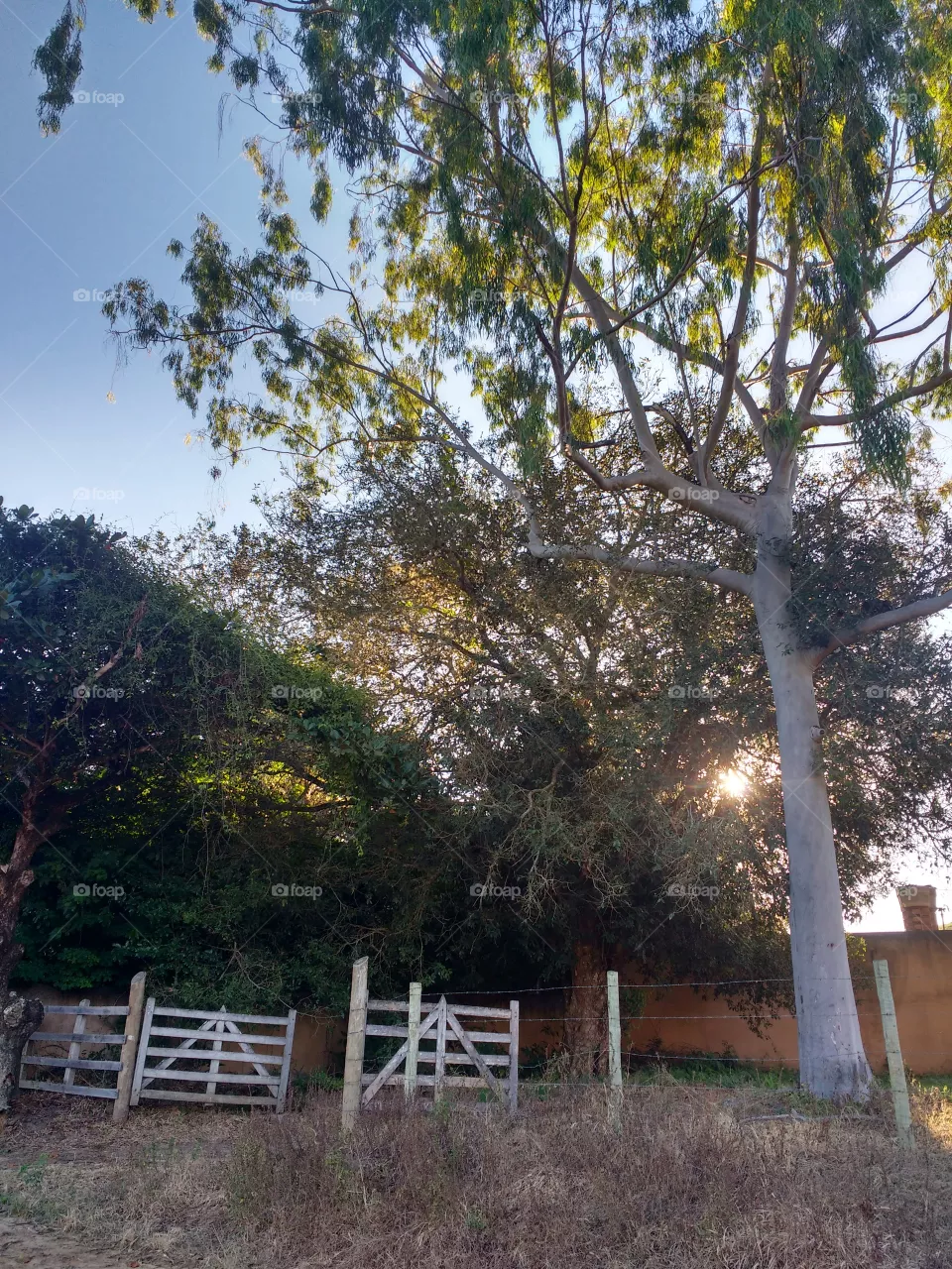 lindo