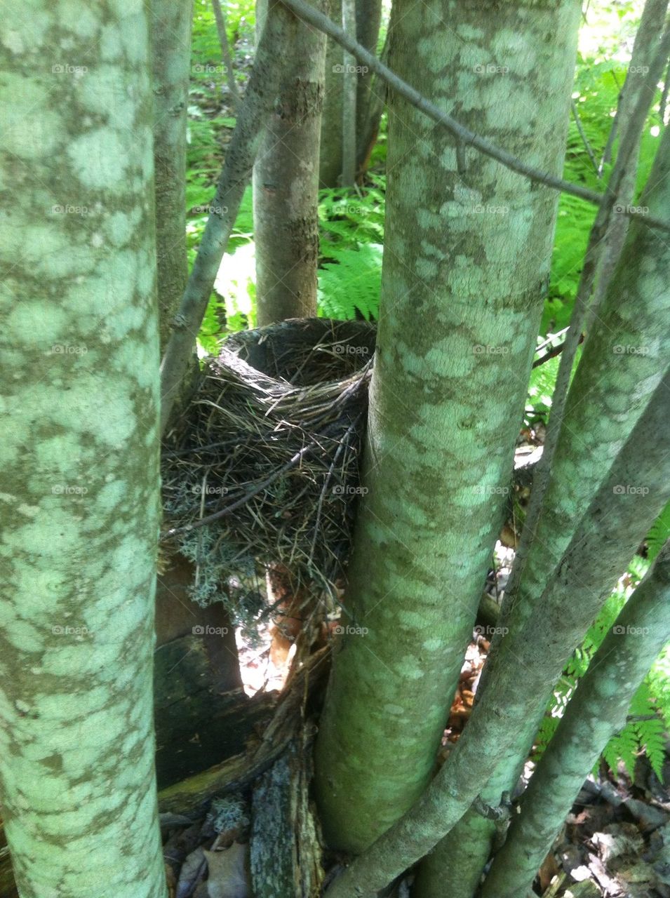 Bird nest in the trees