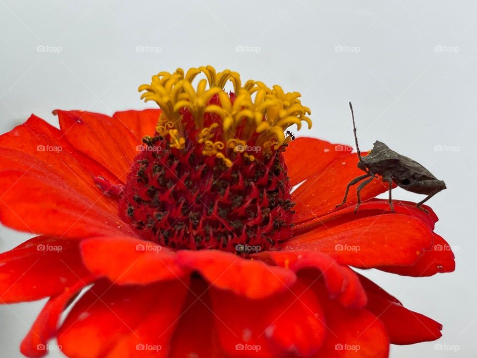 Hermosa flor margarita roja recibiendo la visita de un chinche, insecto que cuando se siente atacado, expulsa un olor fuerte nauseabundo como defensa.