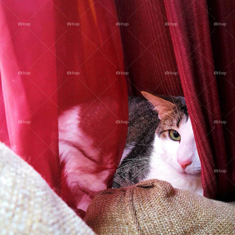 Cat hiding in curtain