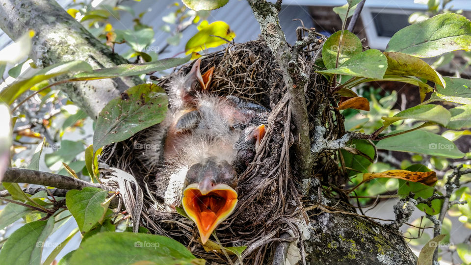 three mouths to feed