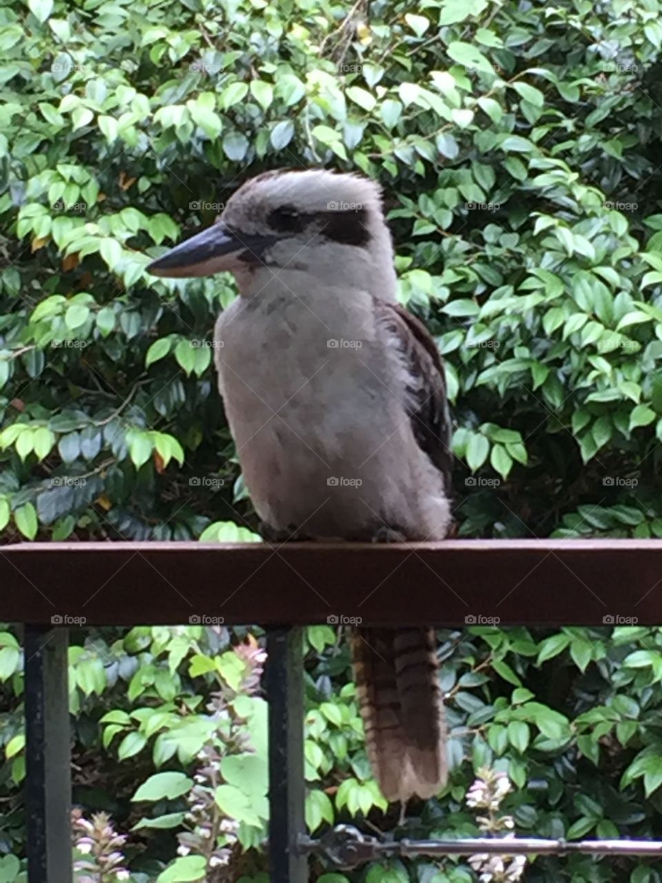 Cheeky kookaburra alights on railing, perhaps he’ll snatch something to eat. Laughing, curious, mischief!