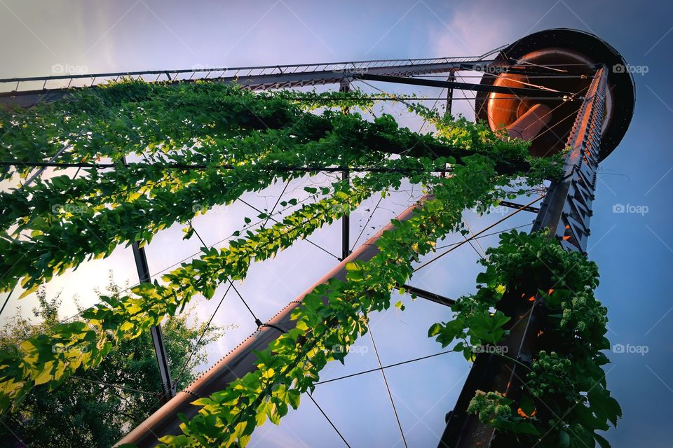 Creeper plant growing on water tower